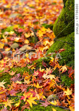 社寺の境内の苔むす地面に落ちた紅葉 97786860