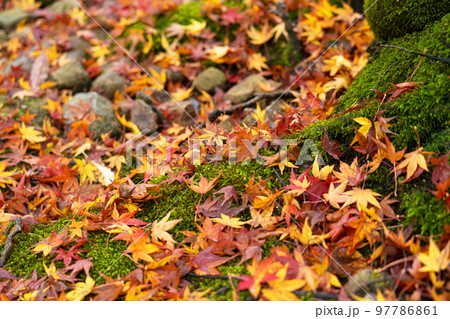 社寺の境内の苔むす地面に落ちた紅葉 社寺の境内の苔むす地面に落ちた紅葉 97786861