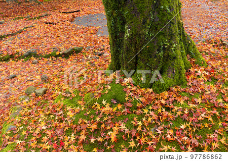 社寺の境内の苔むす地面に落ちた紅葉 社寺の境内の苔むす地面に落ちた紅葉 97786862
