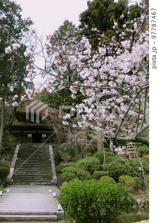 園城寺の一切経蔵をバックに桜が咲く風景【三井寺】滋賀県大津市 97787467