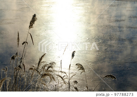 真冬の樹木の霧氷 真冬の樹木の霧氷 97788273