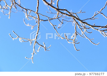 真冬の樹木の霧氷 真冬の樹木の霧氷 97788277