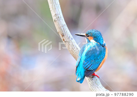 Kingfisher/カワセミ 97788290