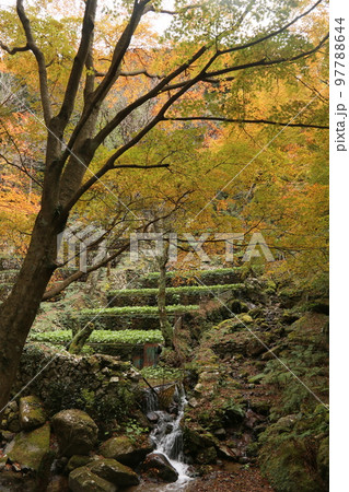 わさびだの紅葉 97788644