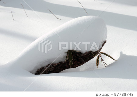 静かな世界が広がる冬の奥日光戦場ヶ原。時折覗く青空、雪原に舞う粉雪、素晴らしい景観。 静かな世界が広がる冬の奥日光戦場ヶ原。時折覗く青空、雪原に舞う粉雪、素晴らしい景観。 97788748