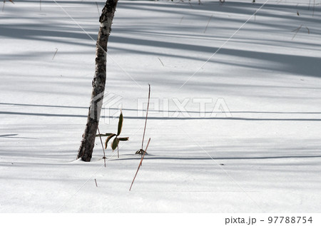 静かな世界が広がる冬の奥日光戦場ヶ原。時折覗く青空、雪原に舞う粉雪、素晴らしい景観。 静かな世界が広がる冬の奥日光戦場ヶ原。時折覗く青空、雪原に舞う粉雪、素晴らしい景観。 97788754