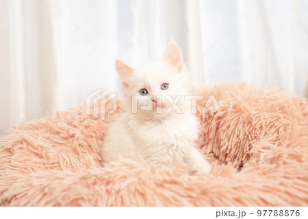 ピンクのベッドから顔を出した白いメインクーンの子猫 97788876