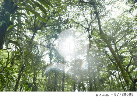 Yela Valley Ka Forest at Kosrae, Federated States of Micronesia. 97789099
