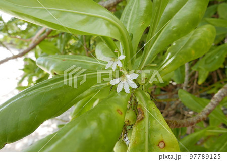 Yela Valley Ka Forest at Kosrae, Federated States of Micronesia. Yela Valley Ka Forest at Kosrae, Federated States of Micronesia. 97789125