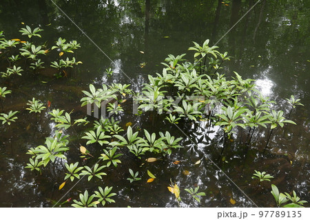 Yela Valley Ka Forest at Kosrae, Federated States of Micronesia. Yela Valley Ka Forest at Kosrae, Federated States of Micronesia. 97789135