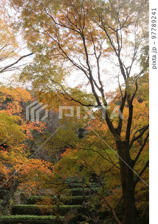 わさびだの紅葉 わさびだの紅葉 97789241