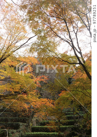 わさびだの紅葉 97789251