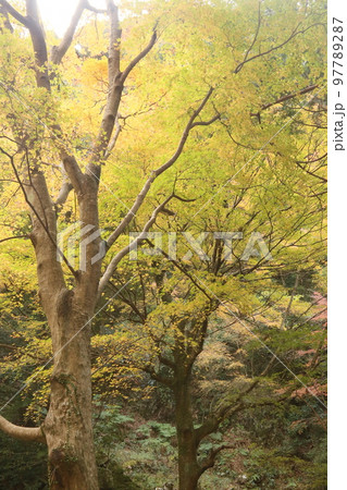 わさびだの紅葉 わさびだの紅葉 97789287