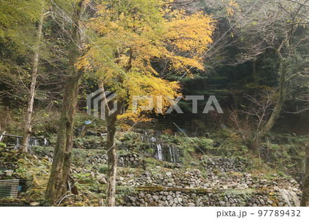 わさびだの紅葉 97789432