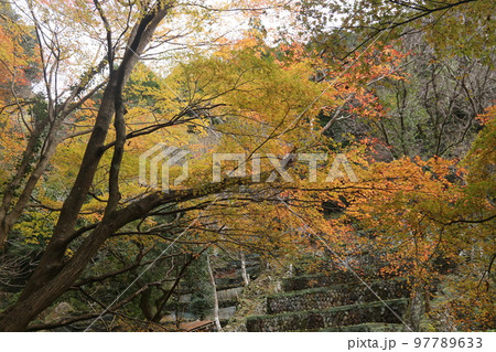 わさびだの紅葉 97789633
