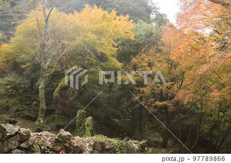 わさびだの紅葉 97789866