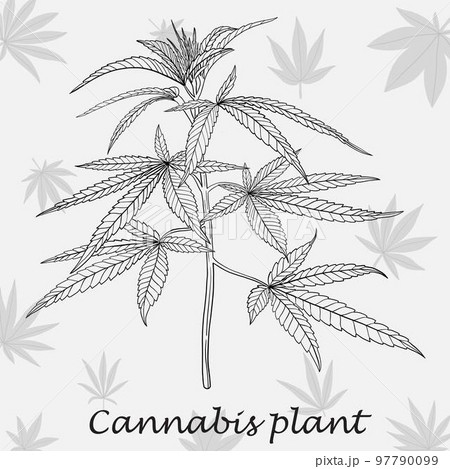 Simplicity cannabis plant freehand drawing flat design. Simplicity cannabis plant freehand drawing flat design. 97790099