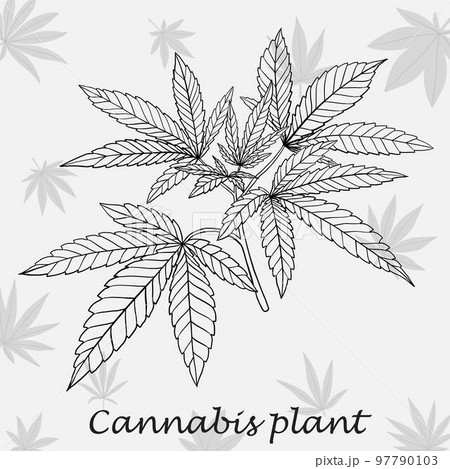 22,700+ Cannabis Plant Illustrations, Royalty-Free Vector Graphics & Clip  Art - iStock | Cannabis plant isolated, Hemp field, Cannabis plant growing