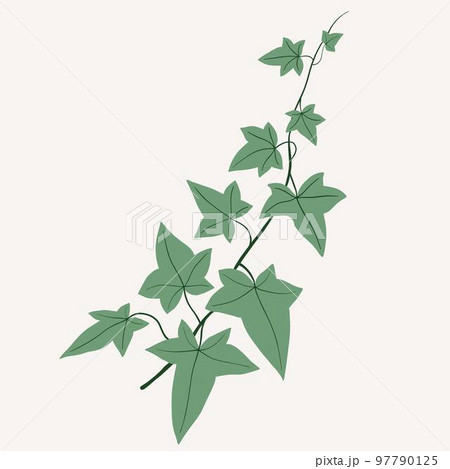Floral ivy drawing decorative ornament flat design. Floral ivy drawing decorative ornament flat design. 97790125