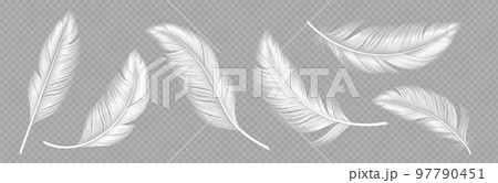 White soft feathers on transparent background 97790451