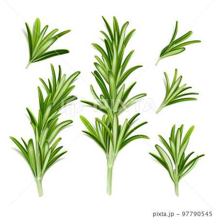 Rosemary plant, branches with green leaves 97790545