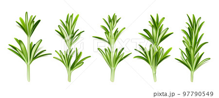 Rosemary herb, isolated stems with green leaves 97790549