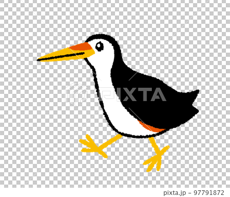 Hand drawn illustration of white-breasted rail Hand drawn illustration of white-breasted rail 97791872