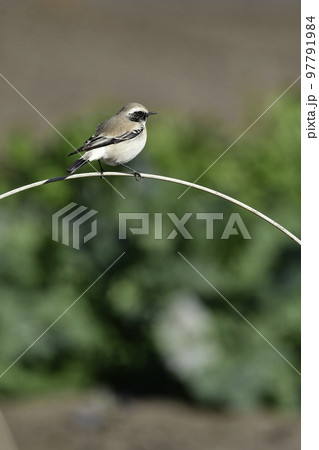 中東やモンゴルに生息する珍しい小鳥サバクヒタキ 中東やモンゴルに生息する珍しい小鳥サバクヒタキ 97791984