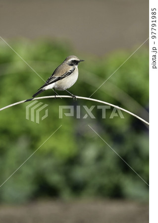 中東やモンゴルに生息する珍しい小鳥サバクヒタキ 97791985