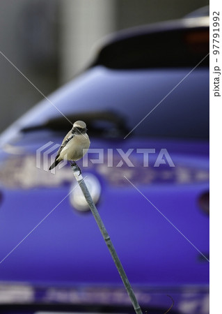 中東やモンゴルに生息する珍しい小鳥サバクヒタキ 中東やモンゴルに生息する珍しい小鳥サバクヒタキ 97791992