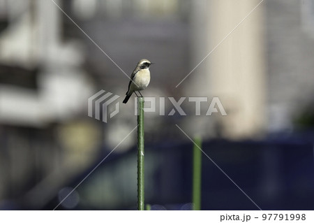 中東やモンゴルに生息する珍しい小鳥サバクヒタキ 97791998