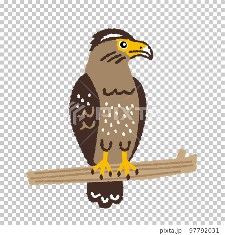 Hand-drawn illustration of a crested eagle 97792031