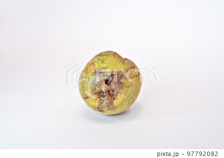 熟して落下したクルミの果実（秋、十一月） 97792082