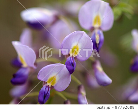 開花を始めたフジの花のアップ 開花を始めたフジの花のアップ 97792089