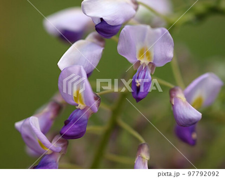 開花を始めたフジの花のアップ 開花を始めたフジの花のアップ 97792092