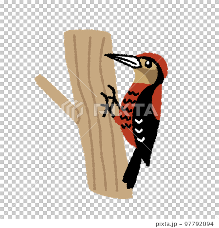 Hand-drawn illustration of Noguchi woodpecker 97792094