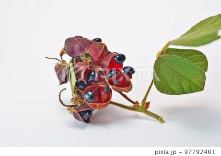 黒いタンキリマメ(秋、十一月) 黒いタンキリマメ(秋、十一月) 97792401