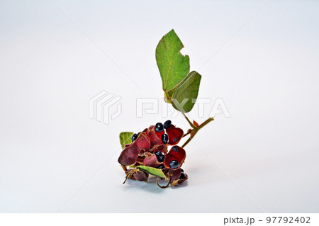 黒いタンキリマメ(秋、十一月) 黒いタンキリマメ(秋、十一月) 97792402