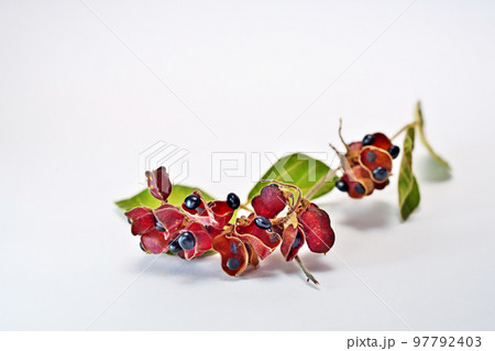 黒いタンキリマメ（秋、十一月） 97792403