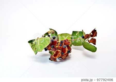 黒いタンキリマメ(秋、十一月) 黒いタンキリマメ(秋、十一月) 97792406