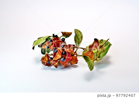 黒いタンキリマメ(秋、十一月) 黒いタンキリマメ(秋、十一月) 97792407