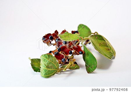 黒いタンキリマメ(秋、十一月) 黒いタンキリマメ(秋、十一月) 97792408