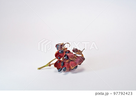 黒いタンキリマメの実(秋、十一月) 黒いタンキリマメの実(秋、十一月) 97792423