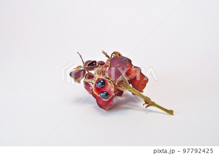 黒いタンキリマメの実（秋、十一月） 97792425