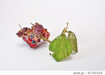 黒いタンキリマメの実(秋、十一月) 黒いタンキリマメの実(秋、十一月) 97792428