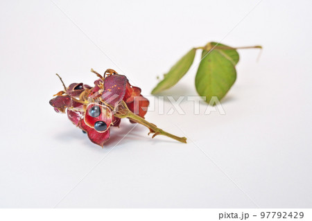 黒いタンキリマメの実（秋、十一月） 97792429