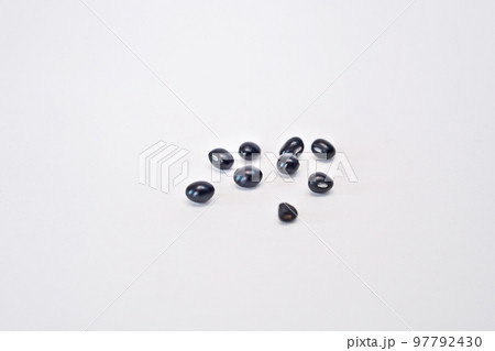 黒いタンキリマメの実(秋、十一月) 黒いタンキリマメの実(秋、十一月) 97792430