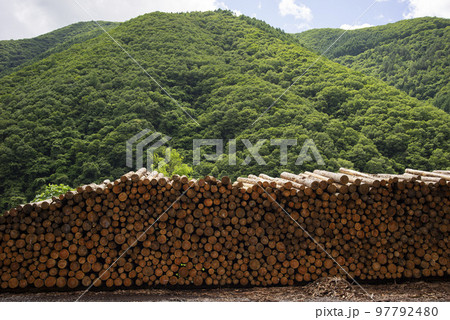 伐採された材木 伐採された材木 97792480