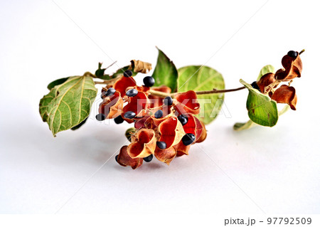 黒いタンキリマメの実(秋、十一月) 黒いタンキリマメの実(秋、十一月) 97792509