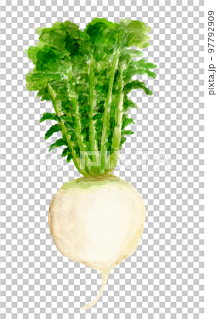 手繪水彩Shogoin蘿蔔插畫 97792909